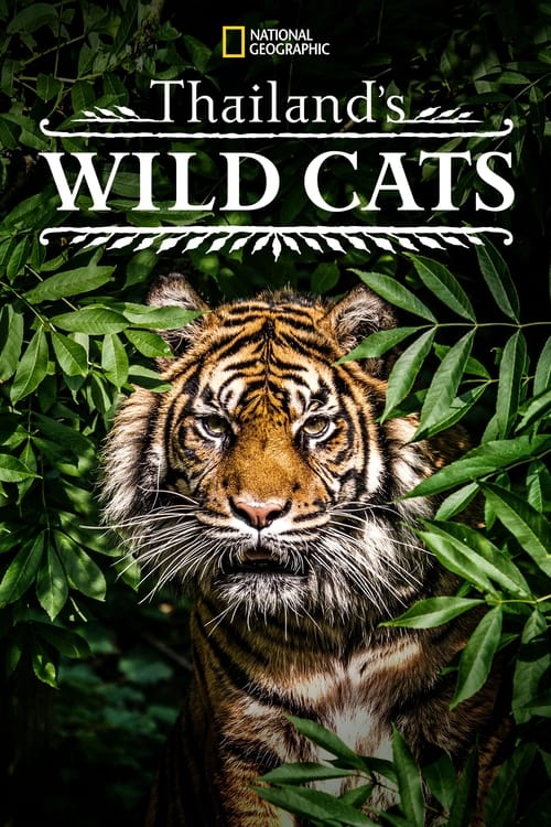 ดูหนังออนไลน์ฟรี Thailands Wild Cats (2021)