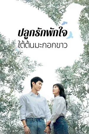 The White Olive Tree (2025) ปลูกรักพักใจ ใต้ต้นมะกอกขาว